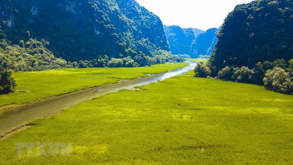 [Foto] Belleza de Tam Coc en la temporada de arroz en crecimiento ảnh 2