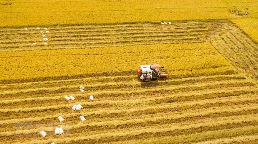 [Foto] Abundante cosecha Invierno-Primavera de 2019-2020 de arroz en Delta del Mekong ảnh 1
