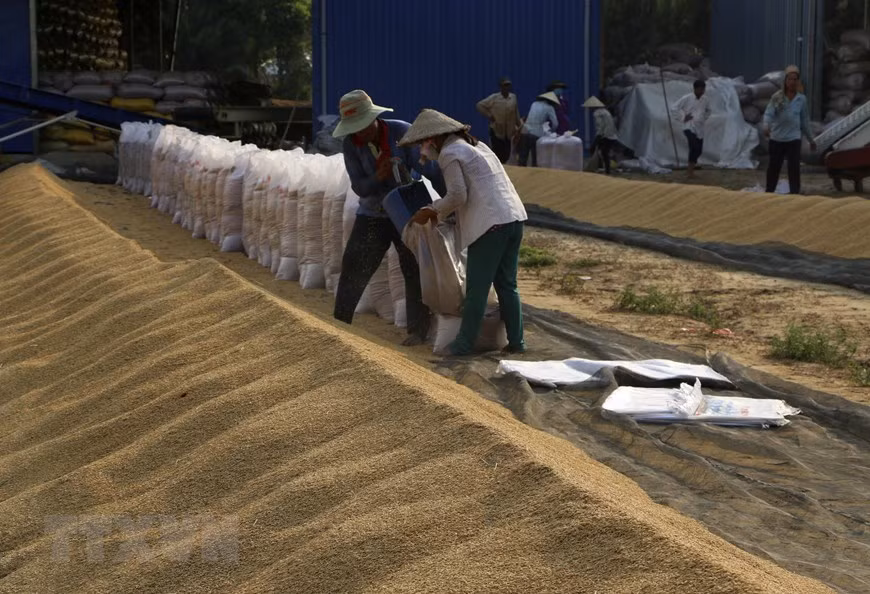 [Foto] Abundante cosecha Invierno-Primavera de 2019-2020 de arroz en Delta del Mekong ảnh 7