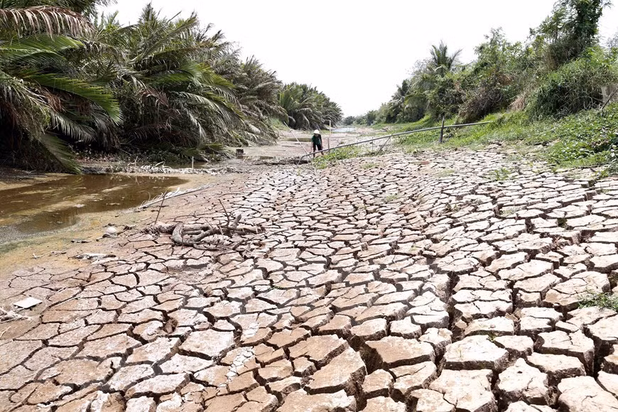 [Foto] Delta del Mekong enfrenta severa sequía ảnh 2