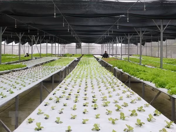Buscan Vietnam y Australia impulsar la cooperación en agricultura orgánica ảnh 1