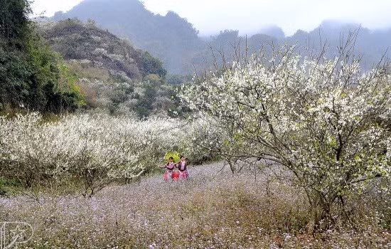 Meseta Moc Chau de Vietnam atrae a turistas por homestay únicos ảnh 1