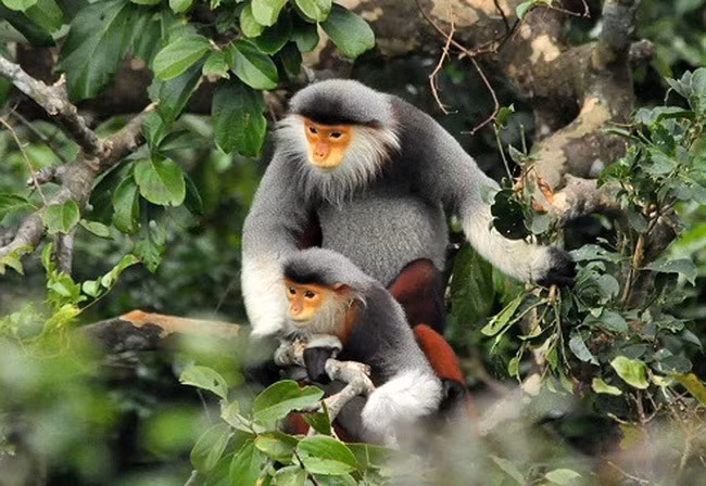 Liberan un douc, especie endémica amenaza en la naturaleza de Vietnam ảnh 1