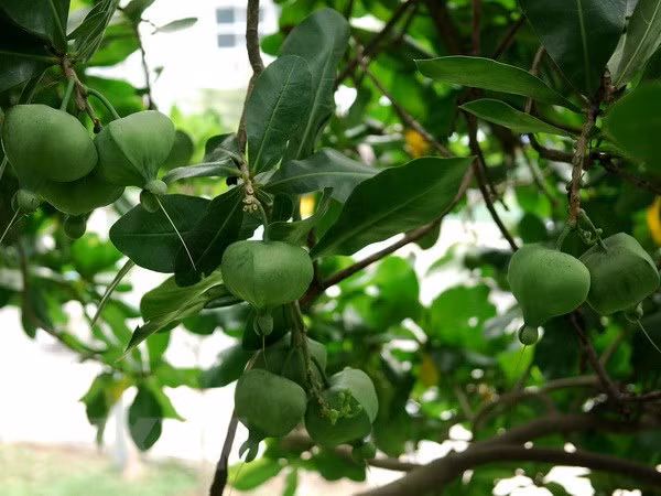 Árboles patrimoniales – hitos de la soberanía en el archipiélago vietnamita de Truong Sa ảnh 1 Árboles patrimoniales – hitos de la soberanía en el archipiélago vietnamita de Truong Sa ảnh 1