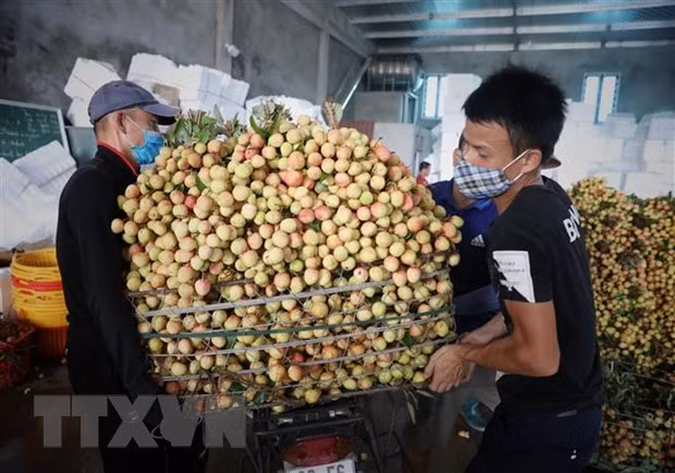Premier vietnamita insta a respaldar comercialización de productos agrícolas de Bac Giang ảnh 1