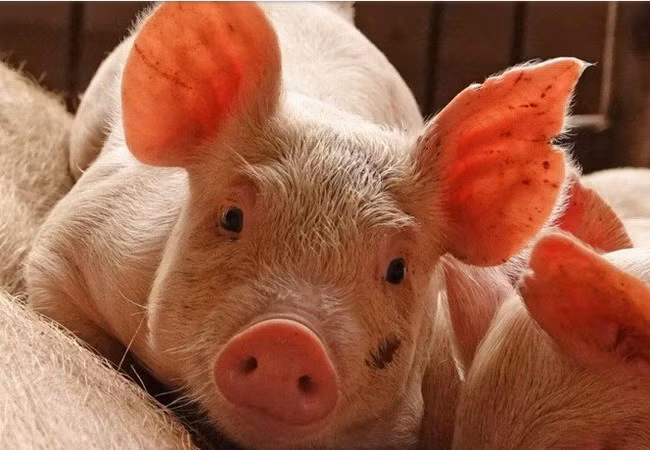 Vietnam está libre de peste porcina africana, confirma su Ministerio de Agricultura y Desarrollo Rural ảnh 1 Vietnam está libre de peste porcina africana, confirma su Ministerio de Agricultura y Desarrollo Rural ảnh 1
