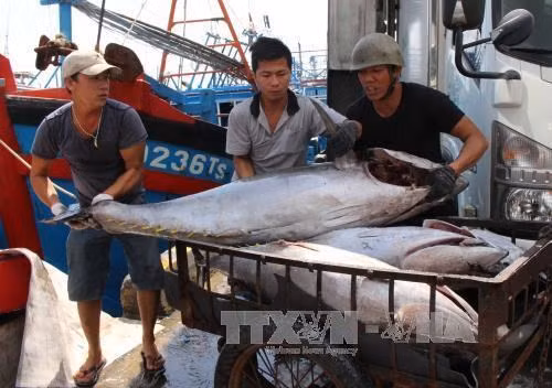 Provincia vietnamita de Thua Thien-Hue dedica 1,5 millones de dólares a favor de pescadores ảnh 1