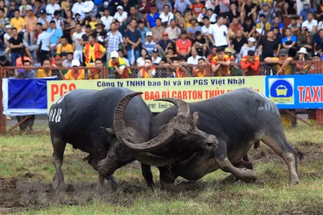 Celebran Festival de lucha de búfalos Do Son en ciudad vietnamita ảnh 1