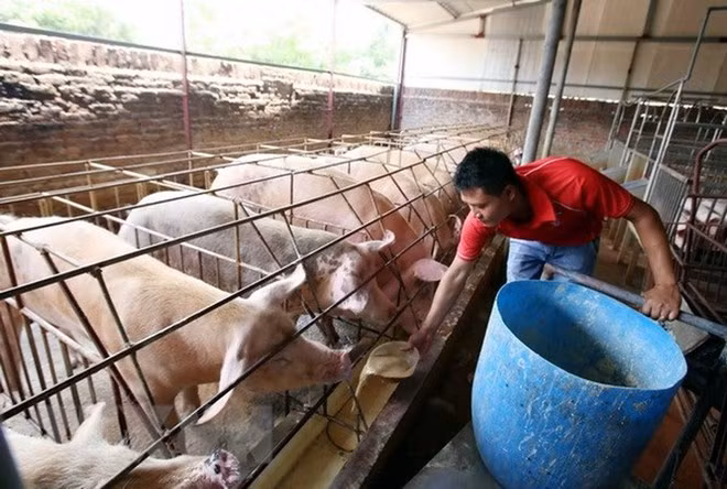 Provincia fronteriza vietnamita adopta medidas contra contagio de peste porcina ảnh 1