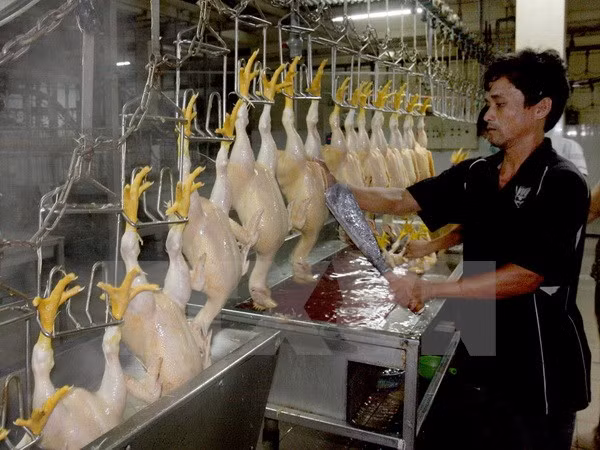 Vietnam adopta medidas para elevar competitividad de ganadería ảnh 1