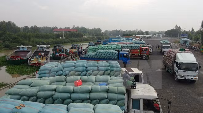 Destacado ascenso de exportación arrocera vietnamita a África ảnh 1