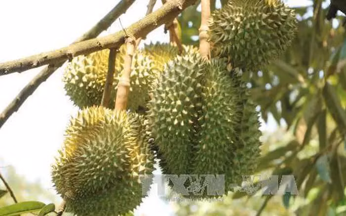 Aduanas chinas aprecian áreas del cultivo de durián en Vietnam ảnh 1