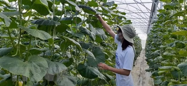 Promueven desarrollo de agricultura orgánica en provincia vietnamita ảnh 1
