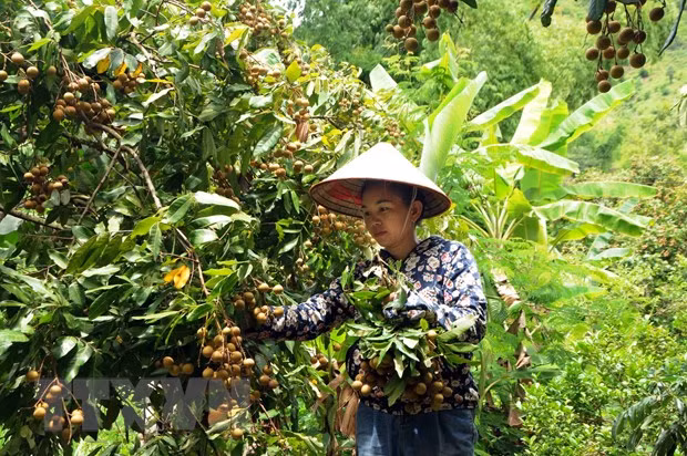 Provincia vietnamita de Son La busca mercados para el longan ảnh 1