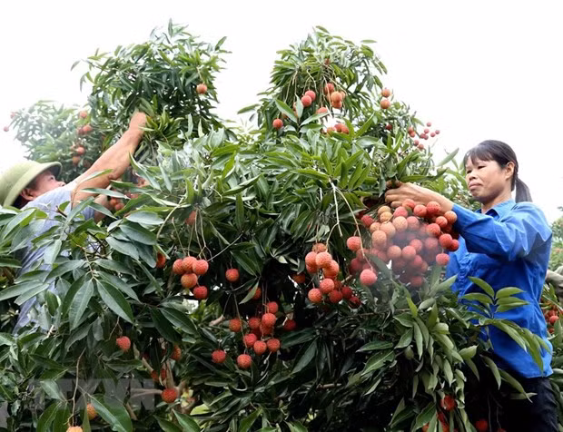 Llegarán expertos japoneses a Vietnam para revisar lotes exportables de lichi ảnh 1