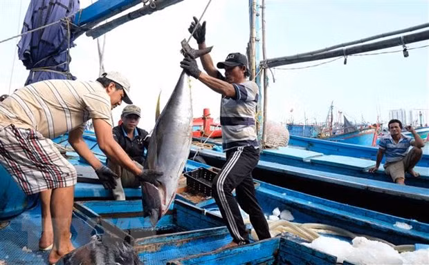 Registran tendencia alcista exportaciones de atún enlatado de Vietnam ảnh 1