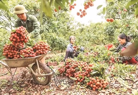 Provincia vietnamita de Bac Giang planea estimular consumo interno de lichi ảnh 1
