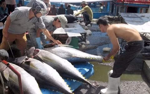 Abogan por incentivar en Vietnam el consumo doméstico de atún ảnh 1