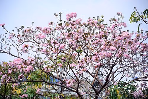 Ciudad Ho Chi Minh se tiñe de rosa con árboles de trompeta de color ảnh 1