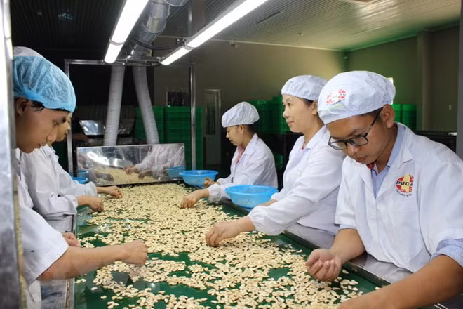 Vietnam ingresa fondo millonario en el primer trimestre por exportaciones de anacardo ảnh 1