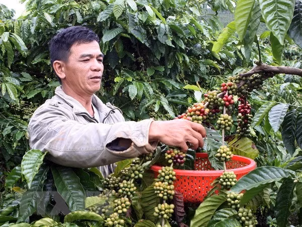 Vietnam ingresa mil millones de dólares por exportaciones de café en primer trimestre ảnh 1