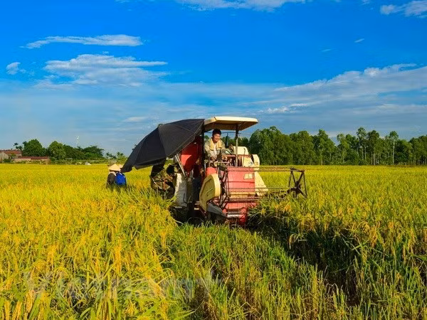 Vietnam aspira a tener 15 mil cooperativas agrícolas para 2020 ảnh 1