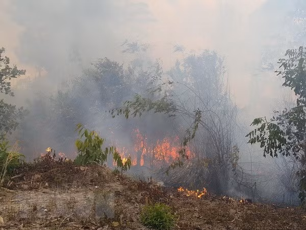 Exhortan a medidas preventivas contra incendios forestales en localidades de Vietnam ảnh 1