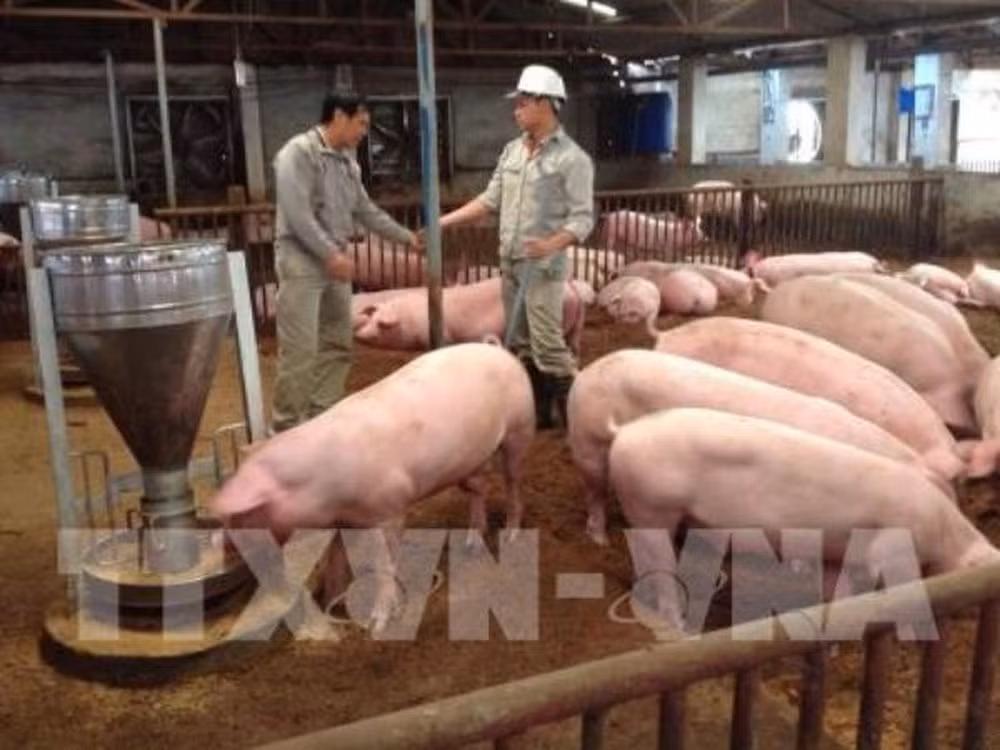 Debaten medidas para impulsar la exportación de productos ganaderos de Vietnam a Malasia ảnh 1