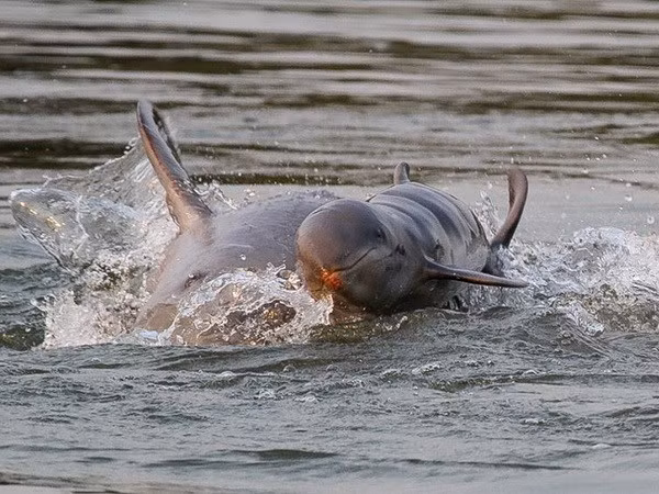 Delfín de Irrawaddy sale de la lista de especie en peligro de extinción ảnh 1