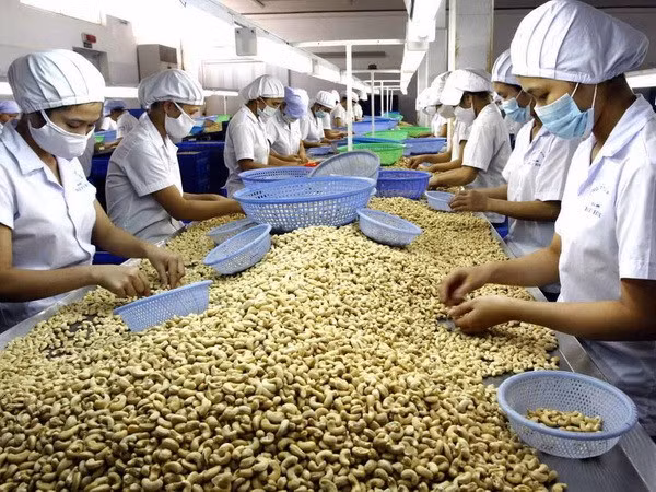  Alza notable en valor de exportaciones de anacardos vietnamitas ảnh 1