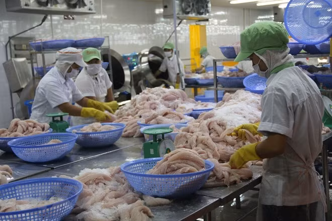 Sector de pescado Tra de Vietnam amplía exportaciones al mercado chino ảnh 1