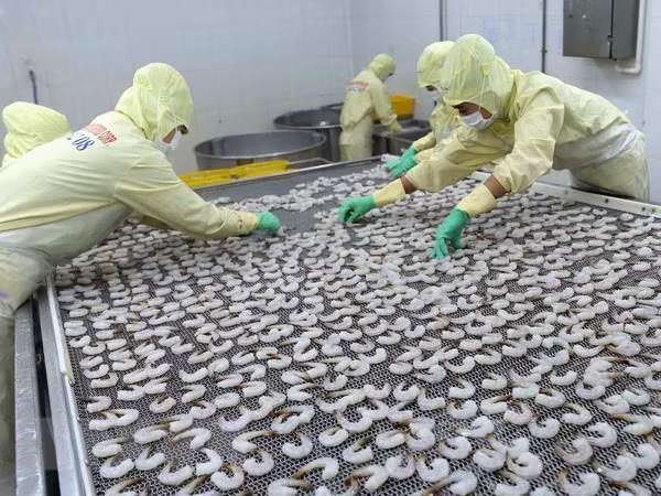 Vietnam busca soluciones contra devolución de productos acuícolas del extranjero ảnh 1
