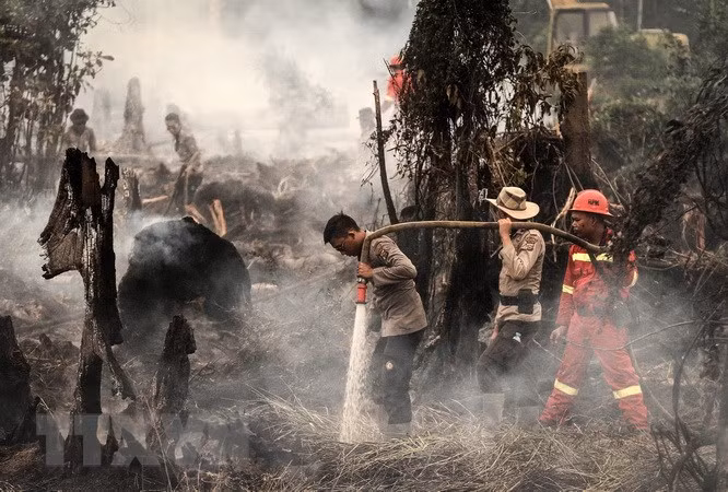 Indonesia declara estado de emergencia por incendios forestales en Kalimantan ảnh 1
