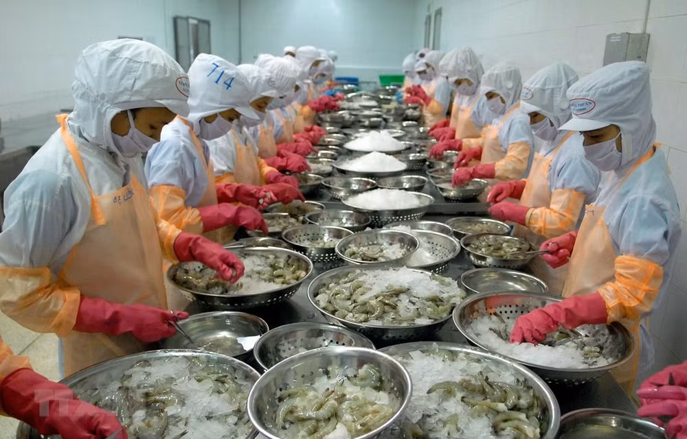 Provincia vietnamita de Ca Mau por recuperar producción y exportación de mariscos ảnh 1