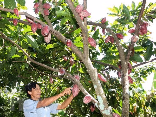 Aprecian grano de cacao de Vietnam por su sabor único ảnh 1