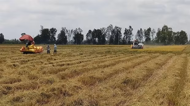 Provincia vietnamita de Bac Lieu expande cultivo de las mejores variedades de arroz del mundo ảnh 1