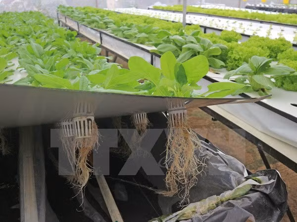 Empresa sudcoreana estudia invertir en agricultura en Vietnam ảnh 1