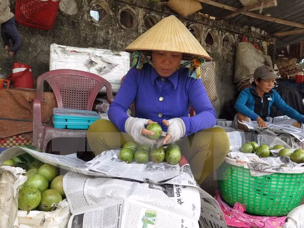 Provincia sudvietnamita exportará primer lote de caimito a Estados Unidos ảnh 1