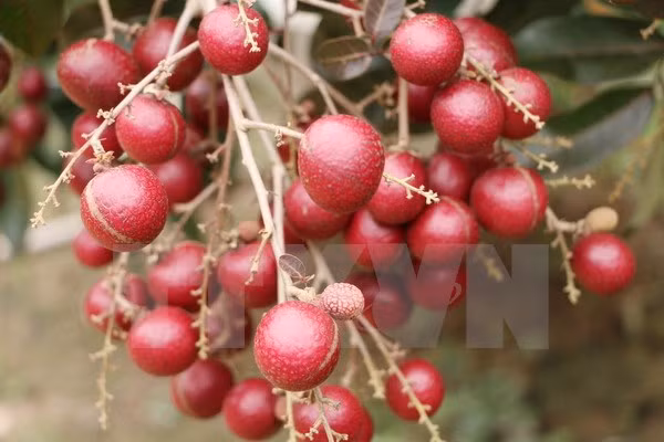 Nuevas políticas de importación de Argelia afecta negativamente a Vietnam ảnh 1