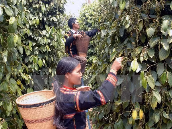 Altiplanicie Occidental de Vietnam por impulsar desarrollo socioeconómico ảnh 1