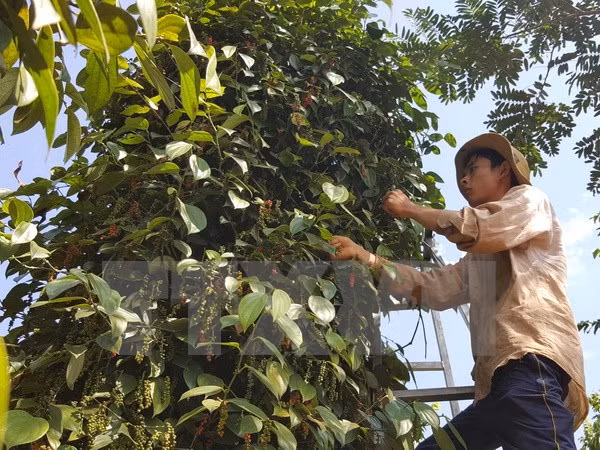 Aumenta valor de exportaciones de pimienta de provincia vietnamita a mercados europeos ảnh 1