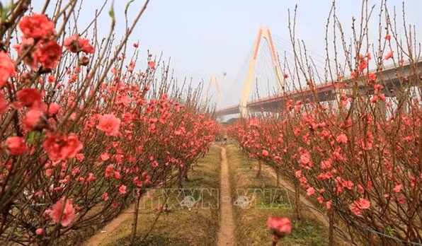 Significado de la flor de durazno en el Tet de Vietnam ảnh 1