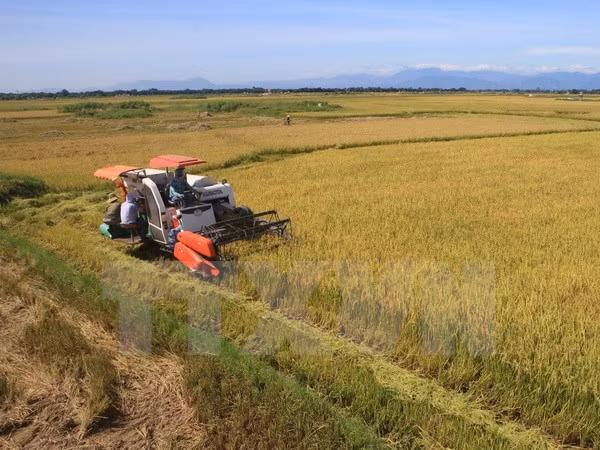 Exportaciones de arroz en Delta del río Mekong se recuperan ảnh 1