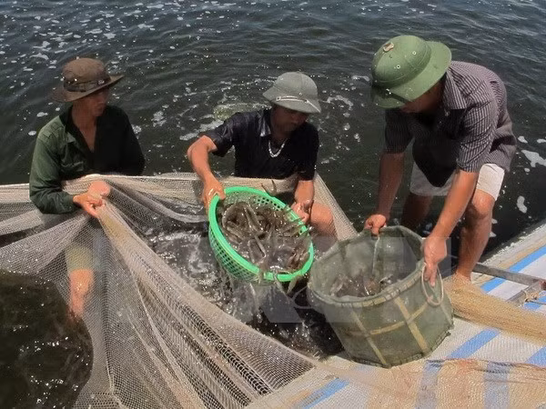Phu Yen aplica alta tecnología en cría de camarones ảnh 1