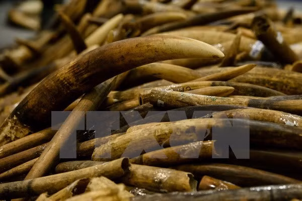 Malasia detecta casos de contrabando de colmillos de elefante y escamas de pangolín ảnh 1