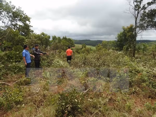 Política de entrega de tierras y bosques de Vietnam muestra alta eficiencia ảnh 1