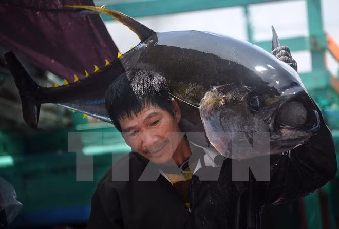 Exportaciones de atún de Vietnam a México crecen 125 por ciento ảnh 1