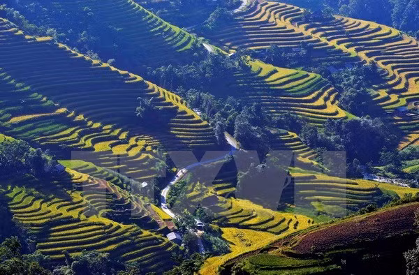 Festival cultural destacará belleza de terrazas de arroz de Vietnam ảnh 1