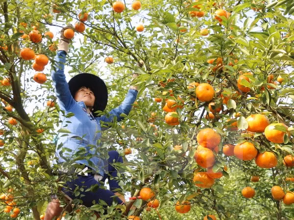 Japón por impulsar cooperación con ciudad vietnamita en agricultura ảnh 1