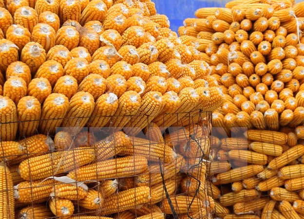 Vietnam gasta 1,7 mil millones de dólares en importación de maíz ảnh 1